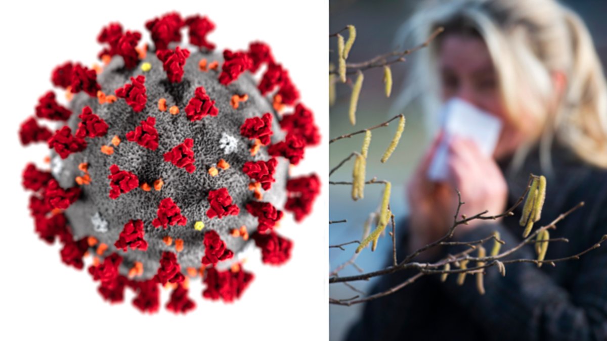 Så märker du skillnad på pollen och coronaviruset
